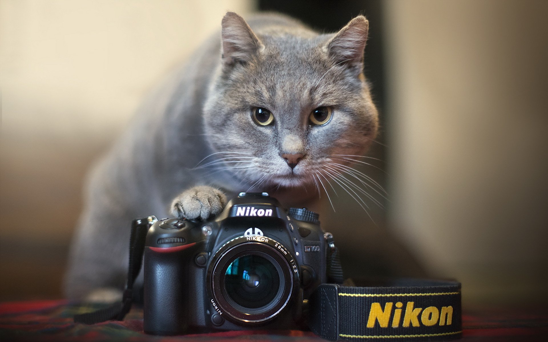 kamera nikon katze