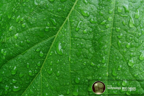 Auf dem grünen Blatt sind Adern und Tautropfen sichtbar