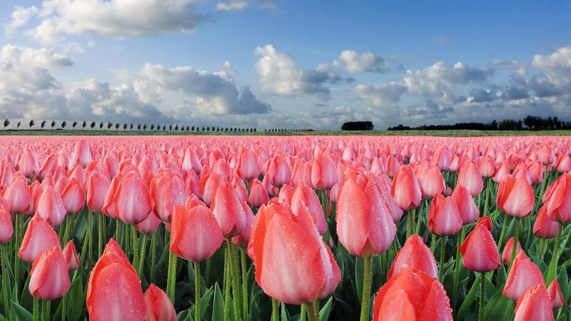 blumen feld tulpen rosa geschöpfe himmel natur