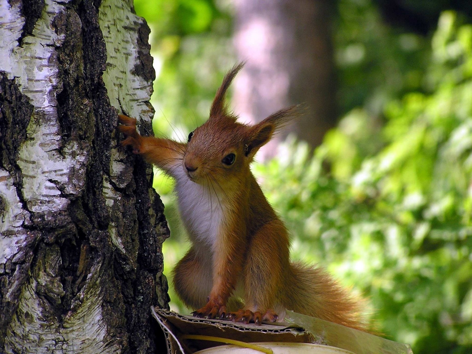 eichhörnchen neugier baum wald pfoten ohren rinde grüns birke blick
