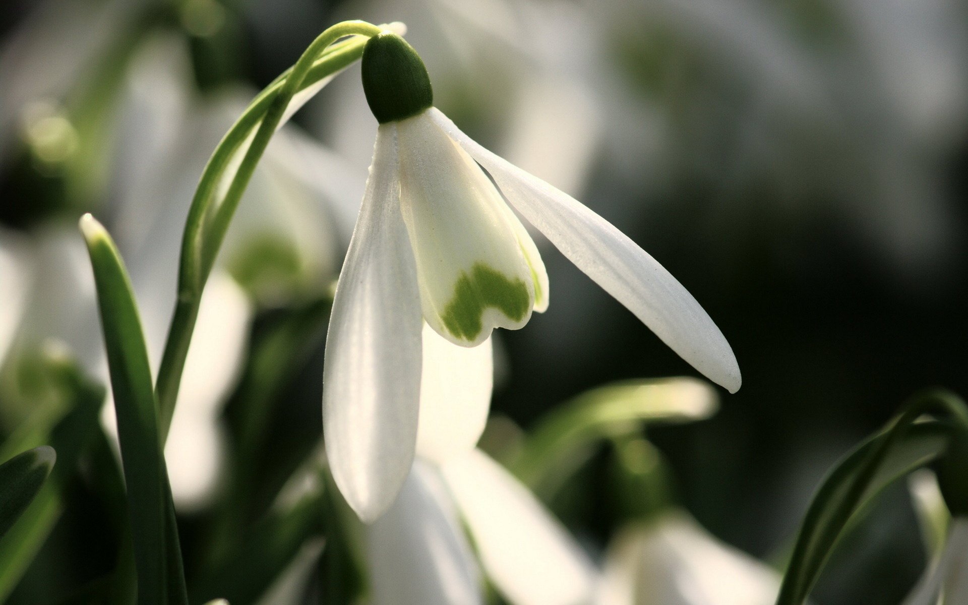 schneeglöckchen blumen primeln frühling makro blume