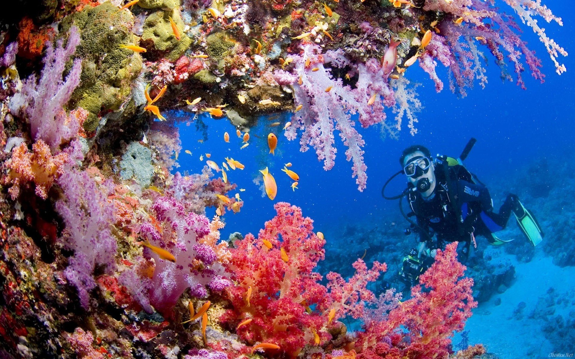 unterwasser-riff meer taucher wasser algen fische wasserwelt