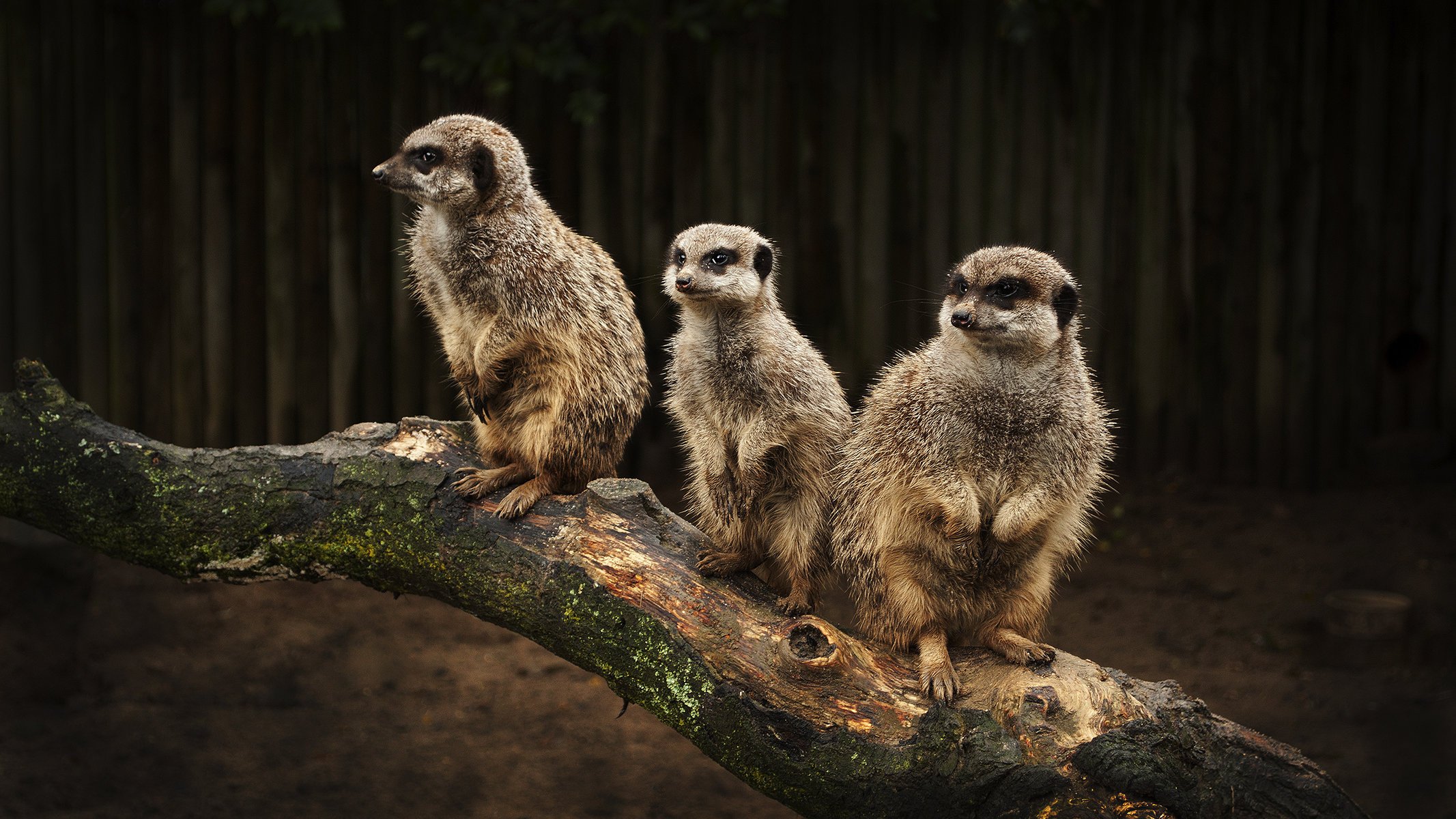 erdmännchen erdmännchen familie baum baumstamm im uhrzeigersinn augen blick tiere