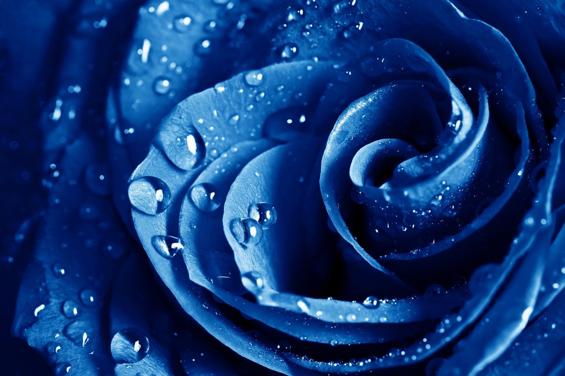 the blue rose blumen makro rose blau blume blaue rose tropfen tau regen