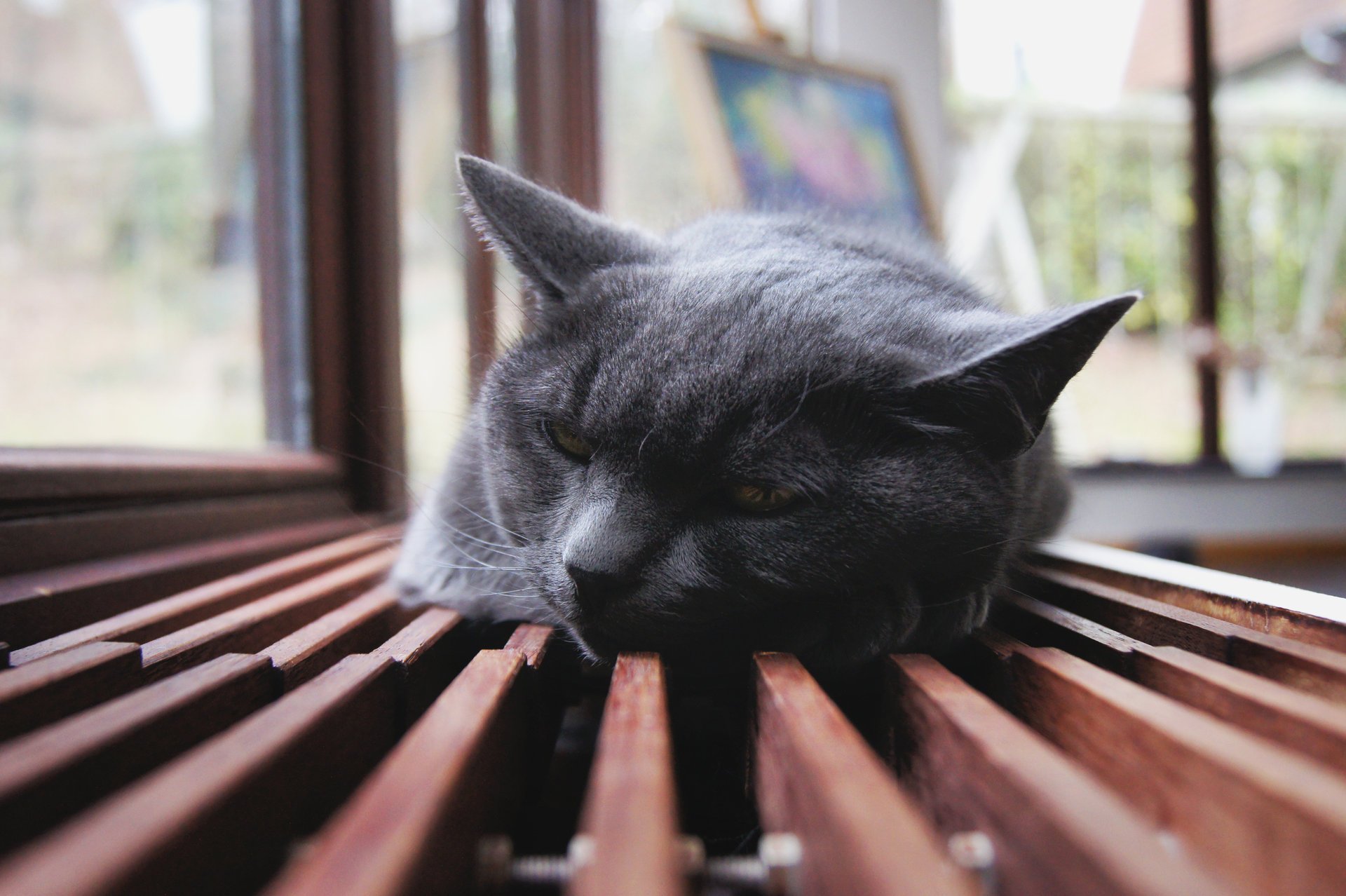 liegt katzen ohren ruhe sehnsucht tiere katzen miau-miau-miau