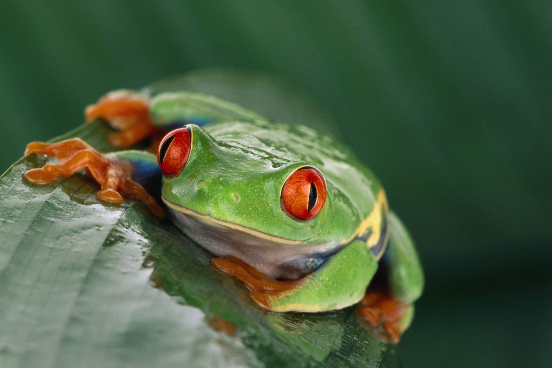 frosch exotisch rote augen