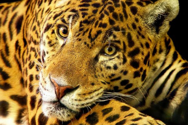 Cleverer Blick eines gefleckten Jaguar