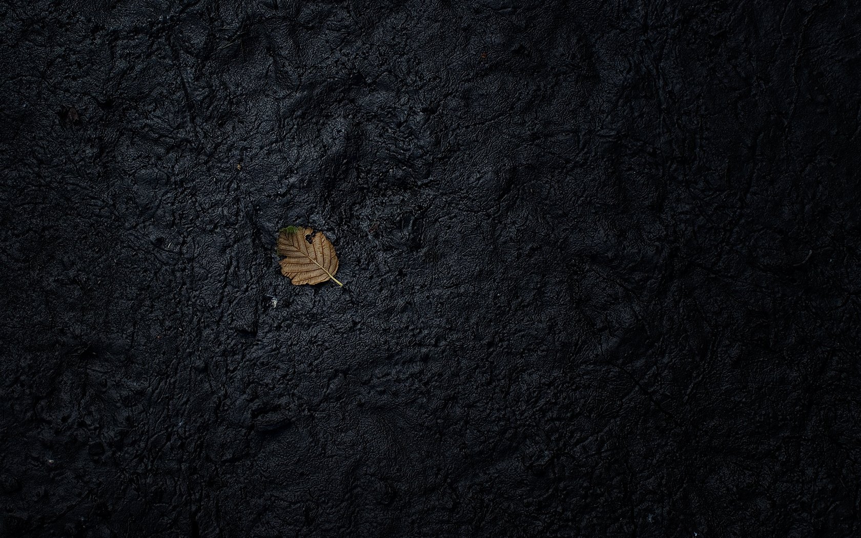 schwarze erde trockenes blatt textur makro hintergrundbilder