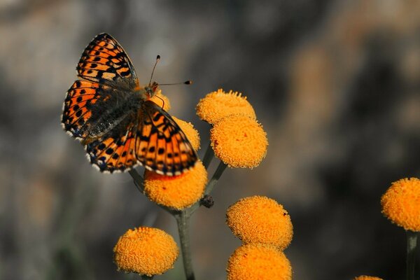 Ein heller Schmetterling sitzt auf einer orangefarbenen Blume