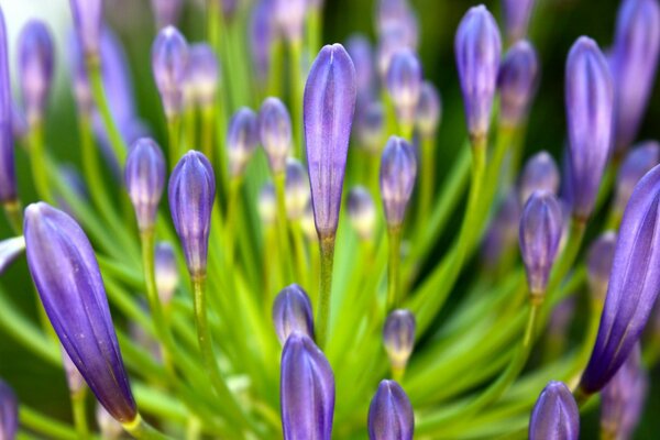 Lila Blütenblätter von blühenden Blumen