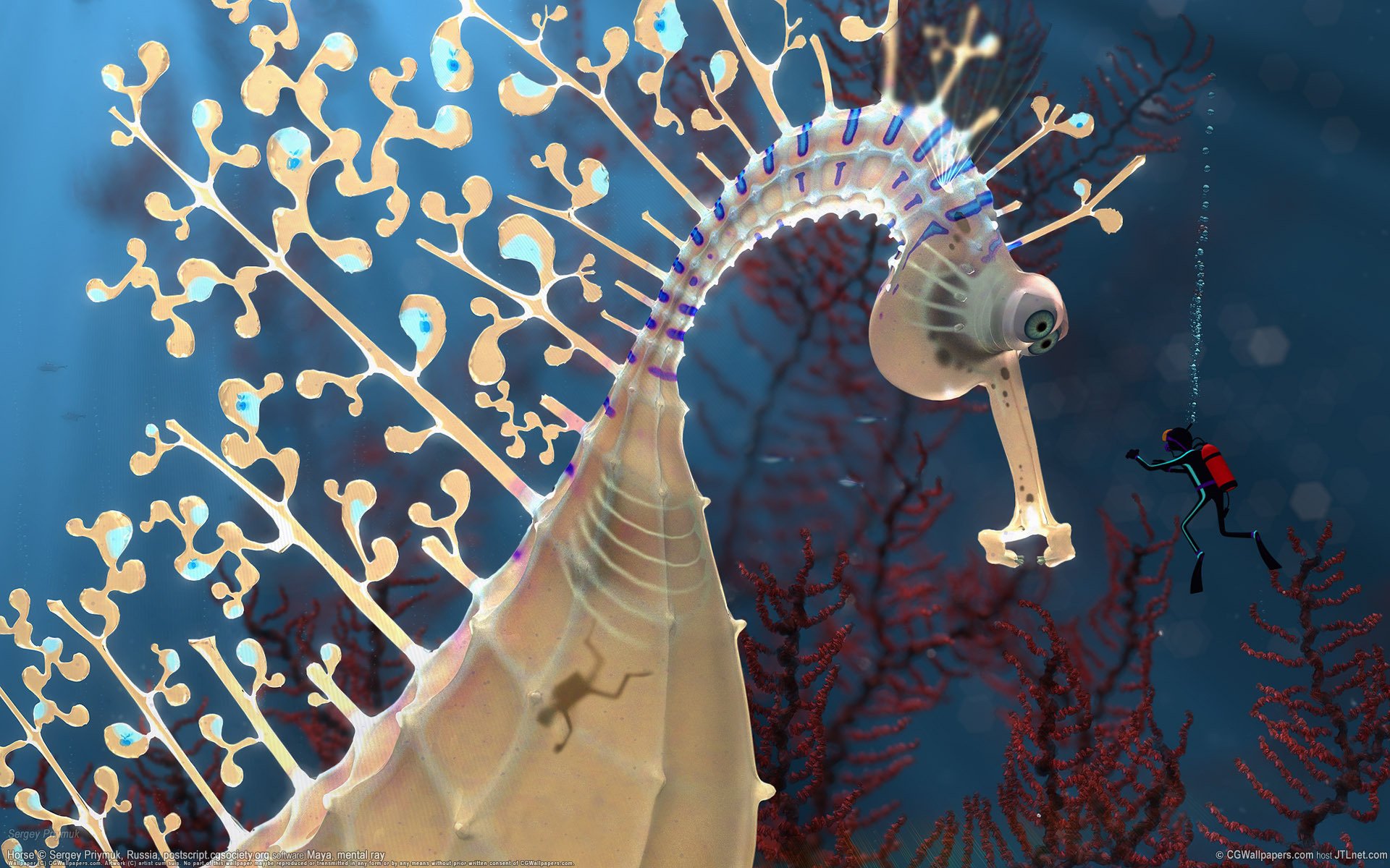 seepferdchen tiefe taucher wasservögel unterwasserwelt