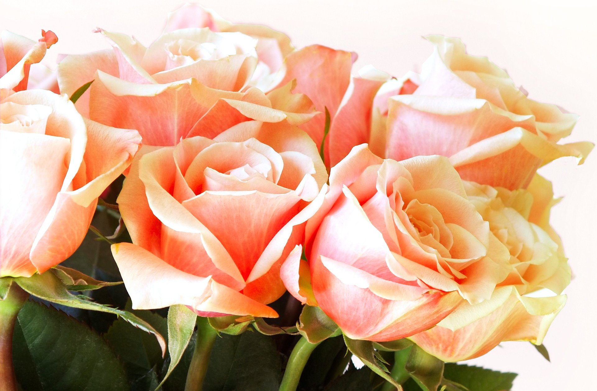 blumen rosen knospen blütenblätter blumenstrauß