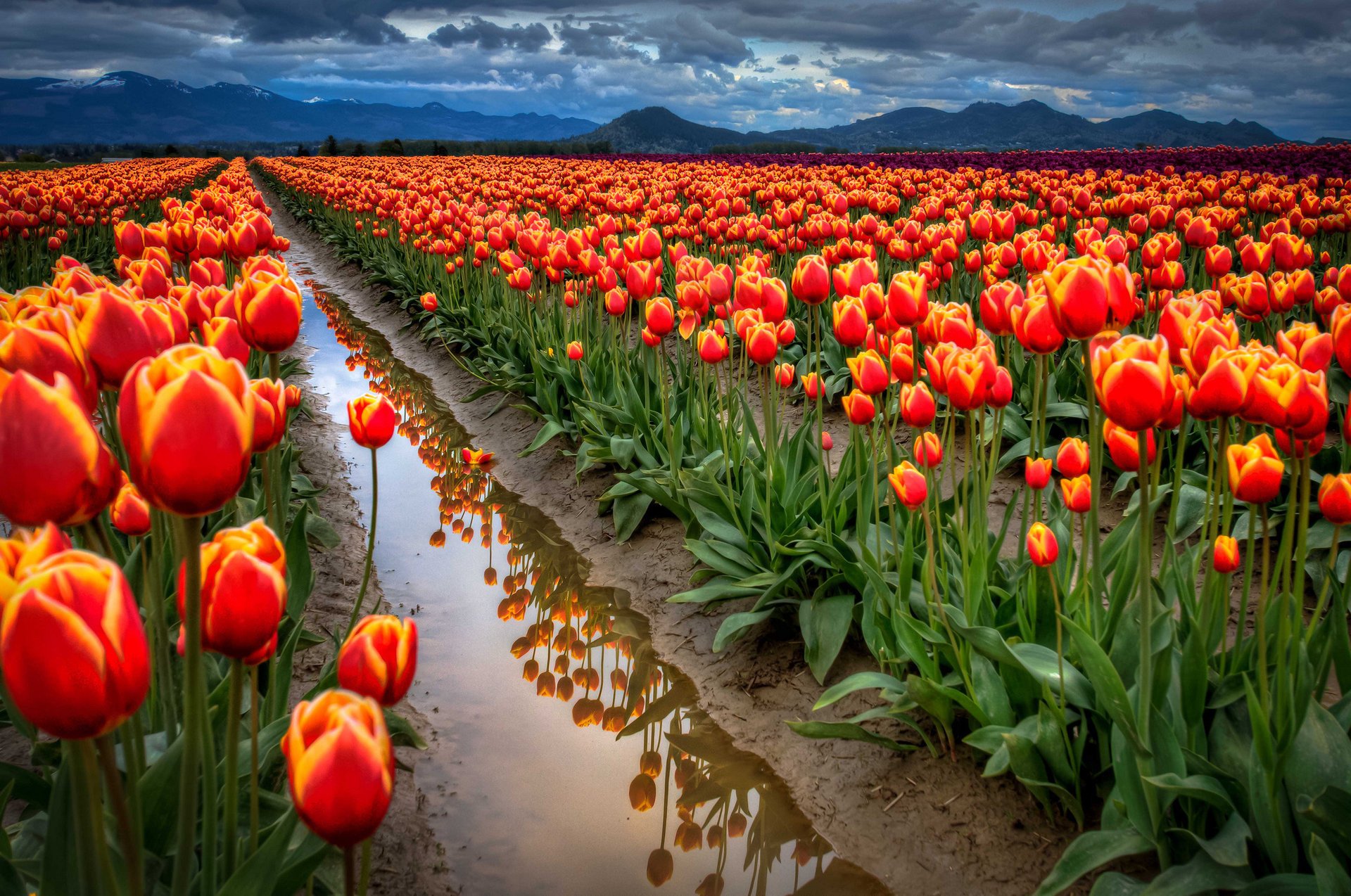 himmel wolken tulpen berge feld