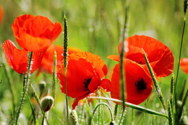 Saftige rote Mohnblumen auf grünem Hintergrund