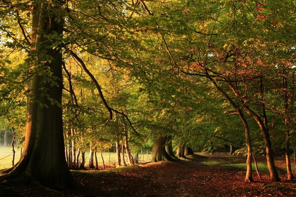 Grüne Bäume im Wald