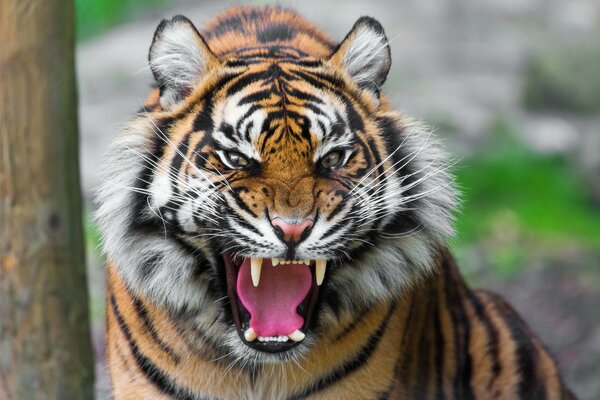 Das raubgrabende Grinsen eines Tigers. Foto