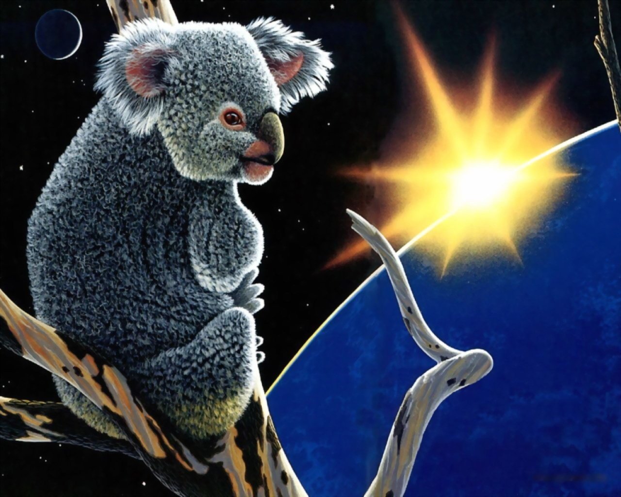 tiere koala planeten