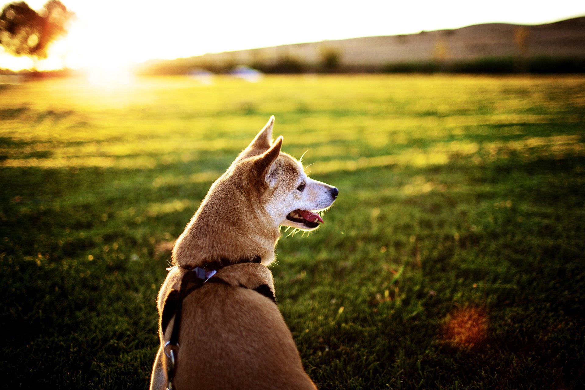 feld maulkorb zunge hund sonne sonnenuntergang strahlen