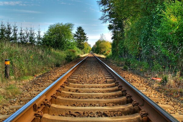 Bäume wachsen neben der Eisenbahn