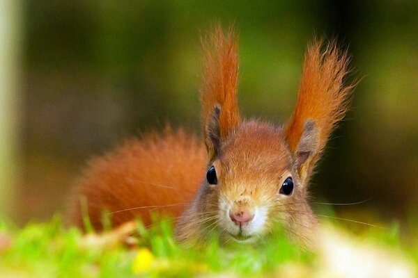 Rothaarige Eichhörnchen auf dem Rasen