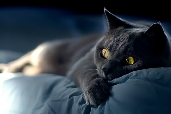 Eine rauchige Katze liegt auf dem Bett