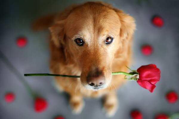Ein roter Hund mit einer Rose in den Zähnen
