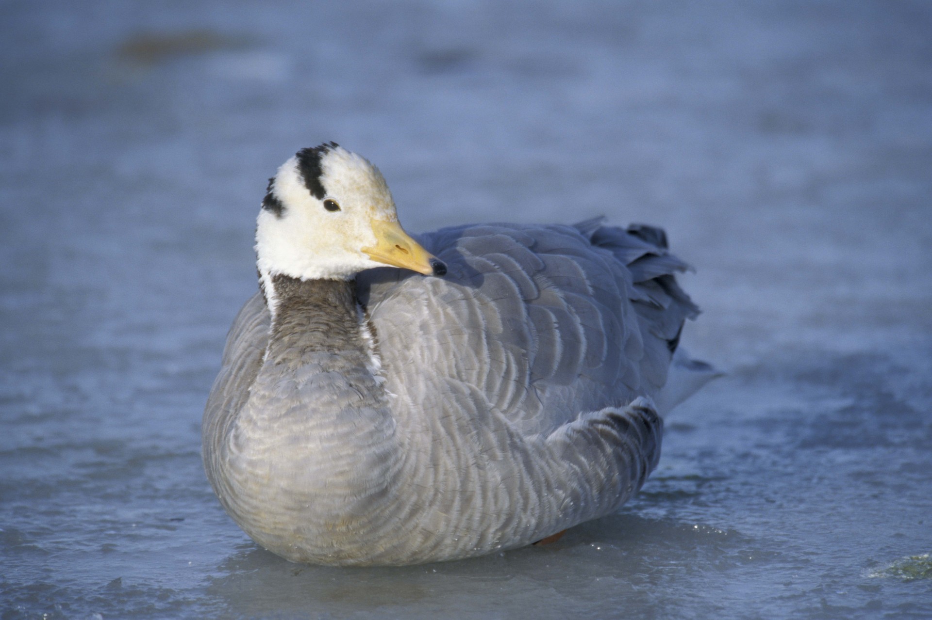 vögel ente federn winter