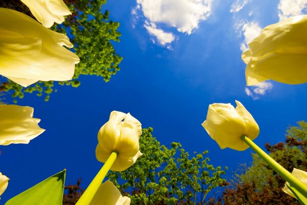 Hellblauer Himmel über gelben Tulpen