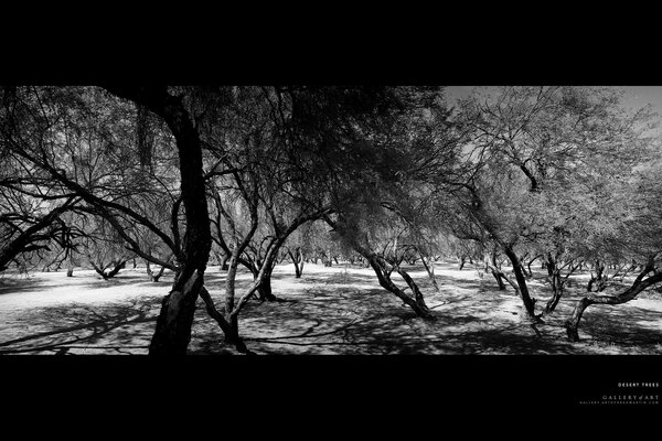 Der Wald ist in einem Schwarz-Weiß-Bild schön
