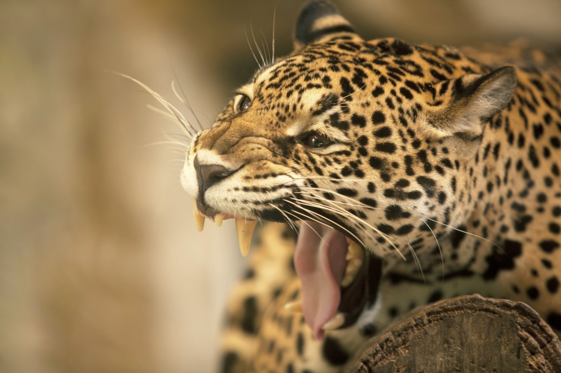 zähne jaguar mund eckzähne wildkatze zunge
