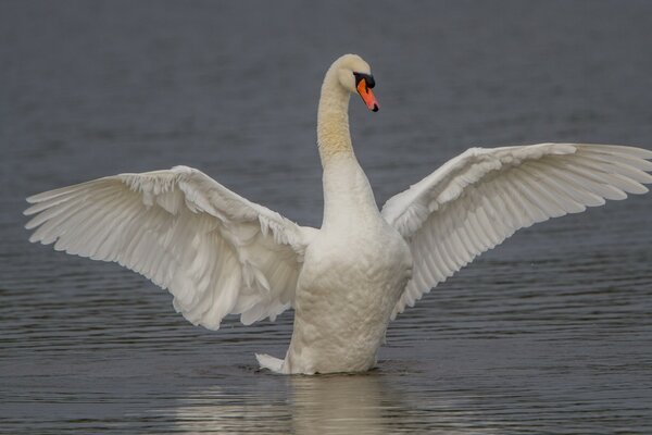 Ein weißer Schwan winkt mit großen Flügeln