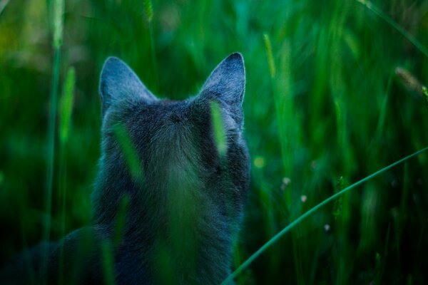 Rückansicht einer Katze im Gras