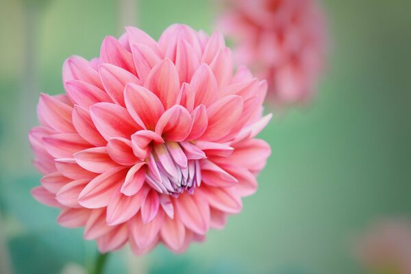 Rosa Chrysanthemenknospen sind eine sehr schöne Blume