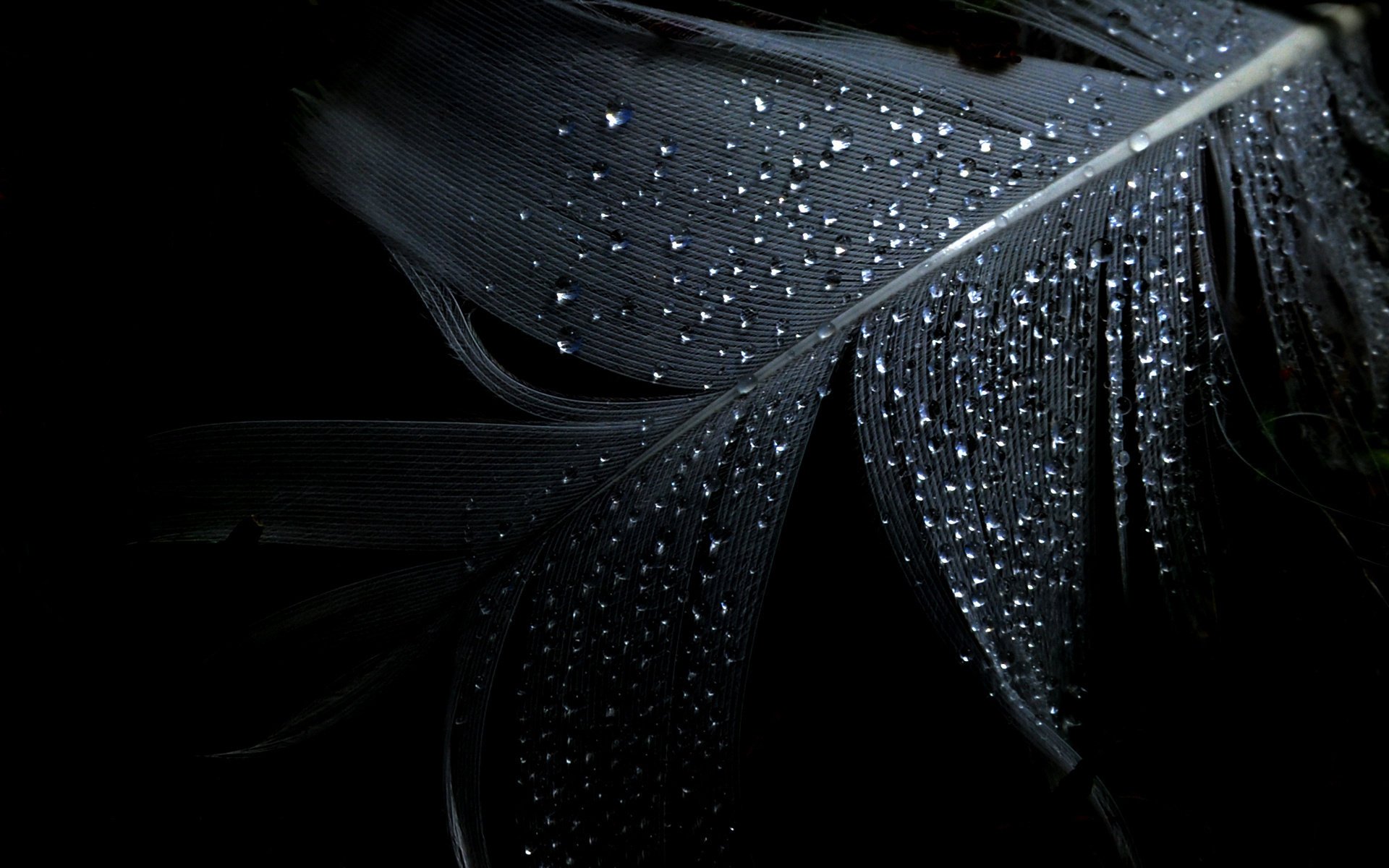hintergrund minimalismus feder schwarz tropfen