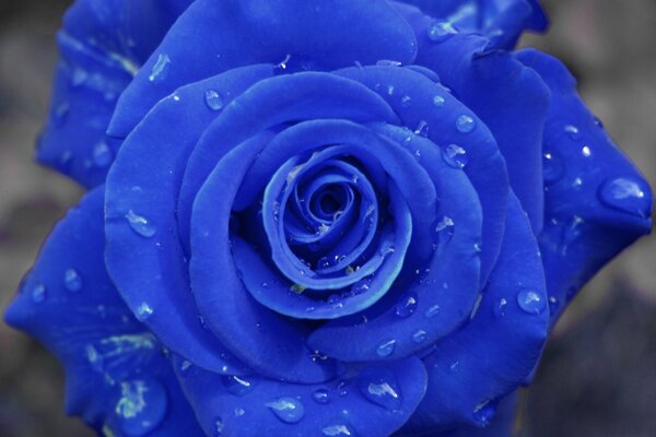 Tautropfen auf einer blauen Rose