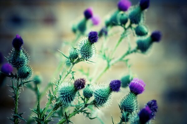 Hagebutten, die mit Stacheln bedeckt sind
