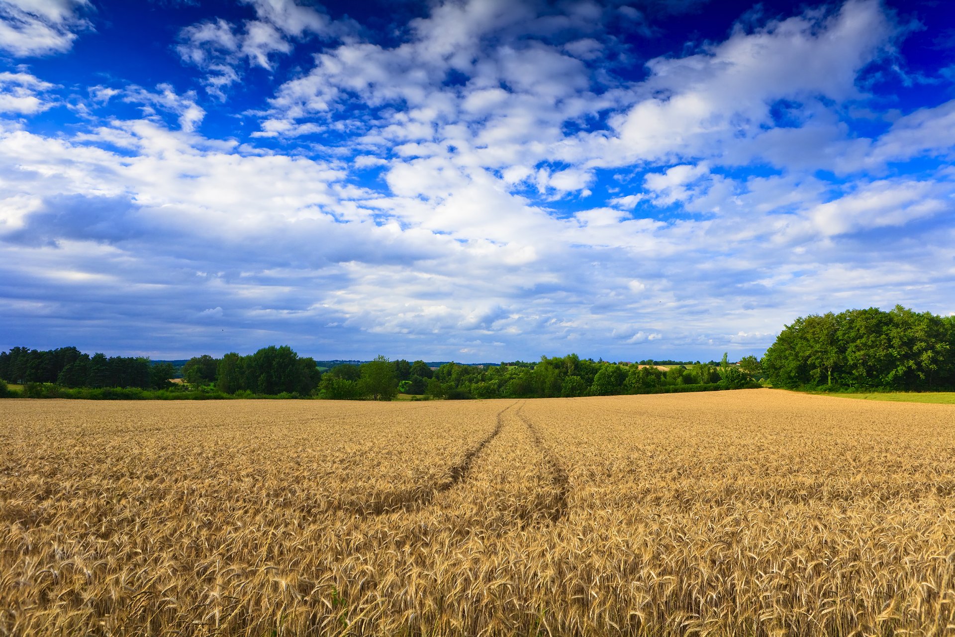 landschaft feld spuren weizen bäume