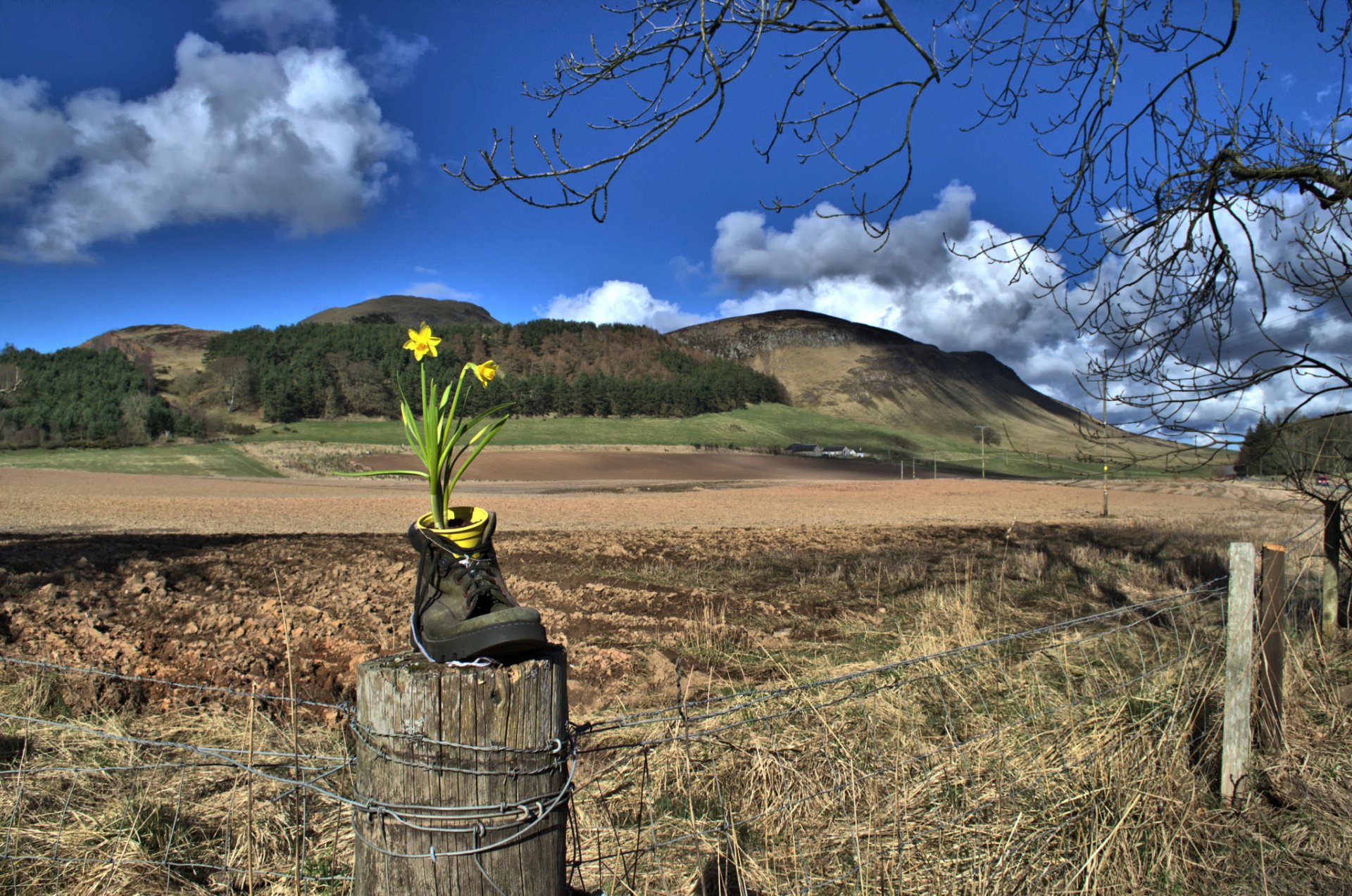 landschaft zaun schuh blume narzisse