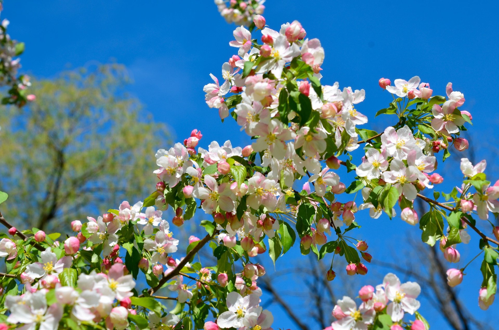 apfelbaum zweige blüte frühling