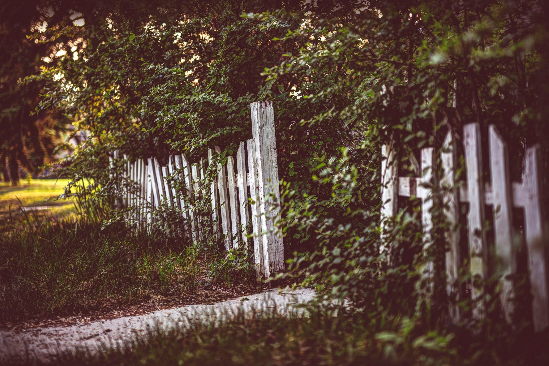 zaun bäume gras verarbeitung