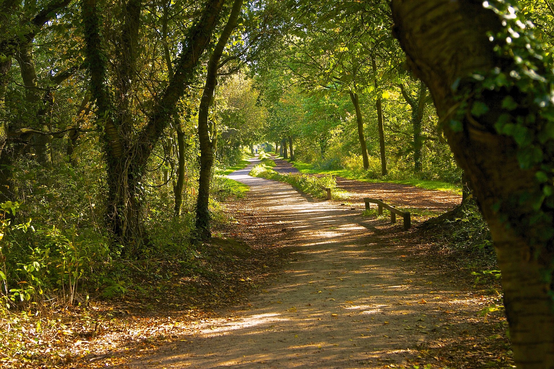 park wald straße bäume gras