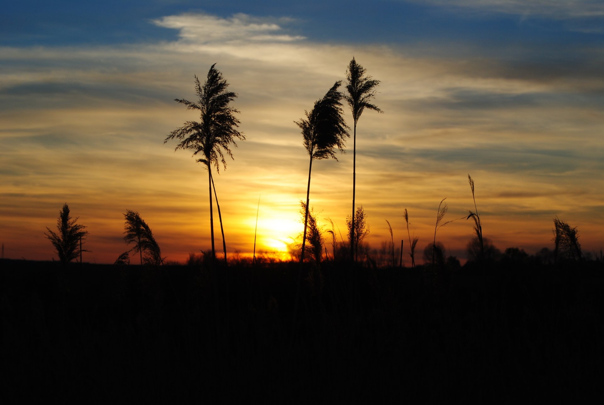 natur sonnenuntergang abend gras ährchen silhouette wolken