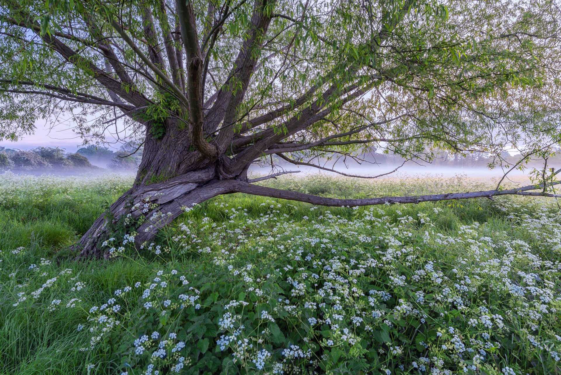 baum wiese nebel gras blumen