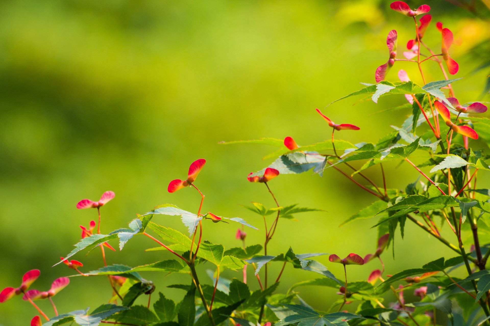 zweige blätter samen hintergrund