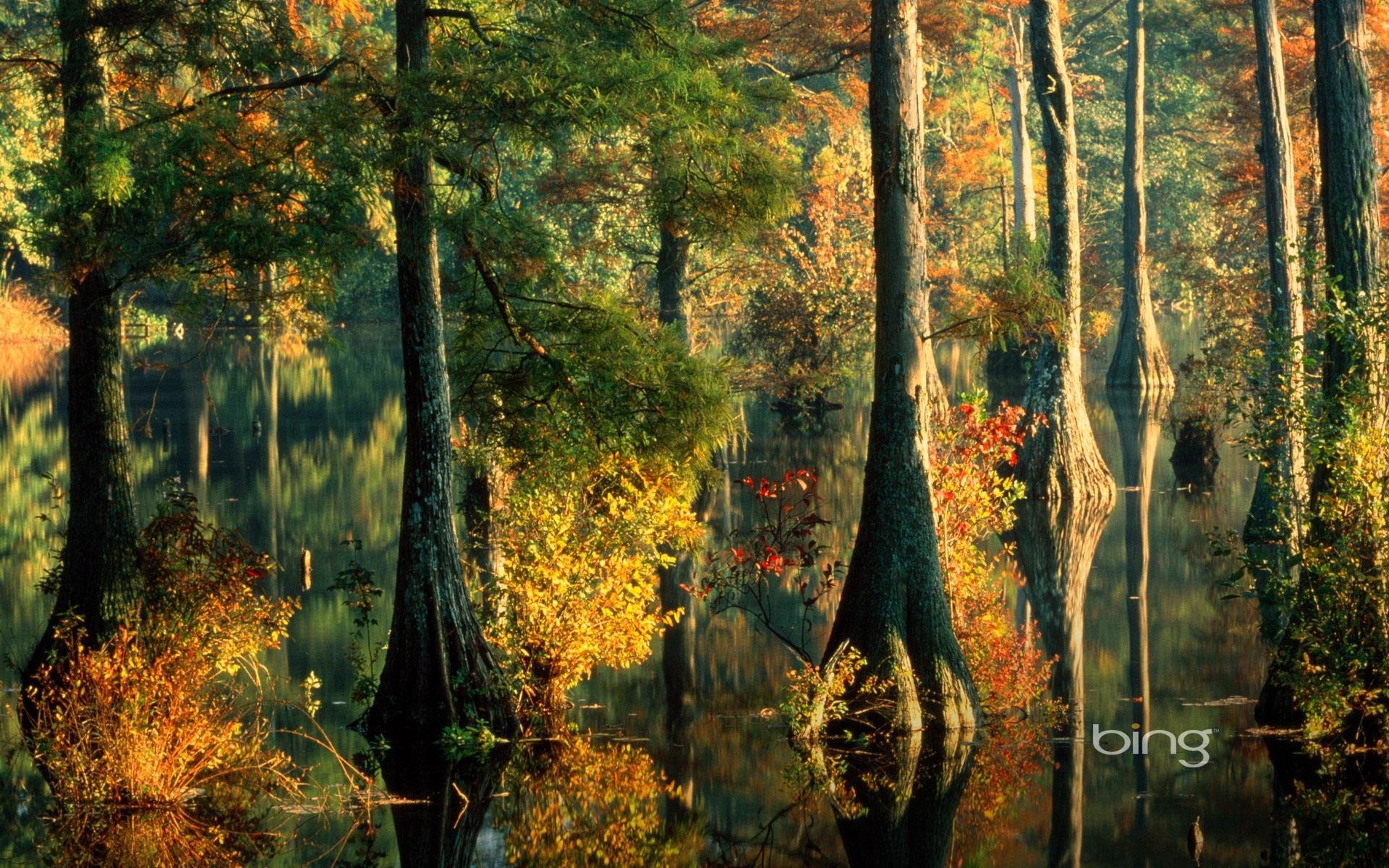 bäume wald wasser verschütten blätter herbst