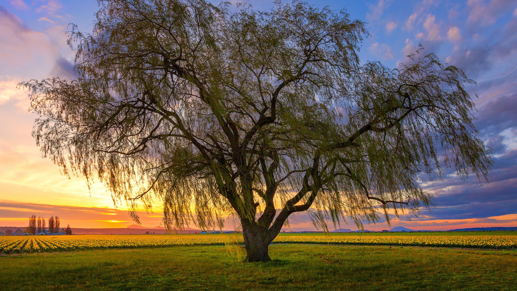 himmel wolken sonnenuntergang feld blumen baum landschaft