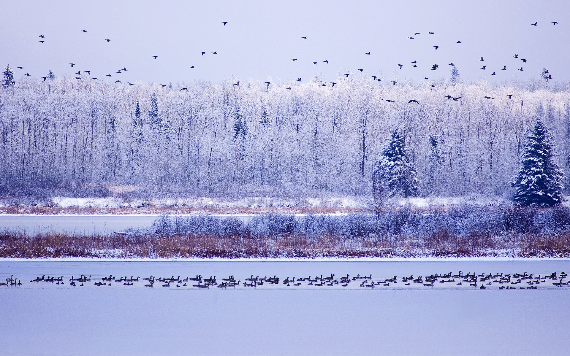 elch-insel-nationalpark alberta kanada himmel bäume winter wasser gänse schnee