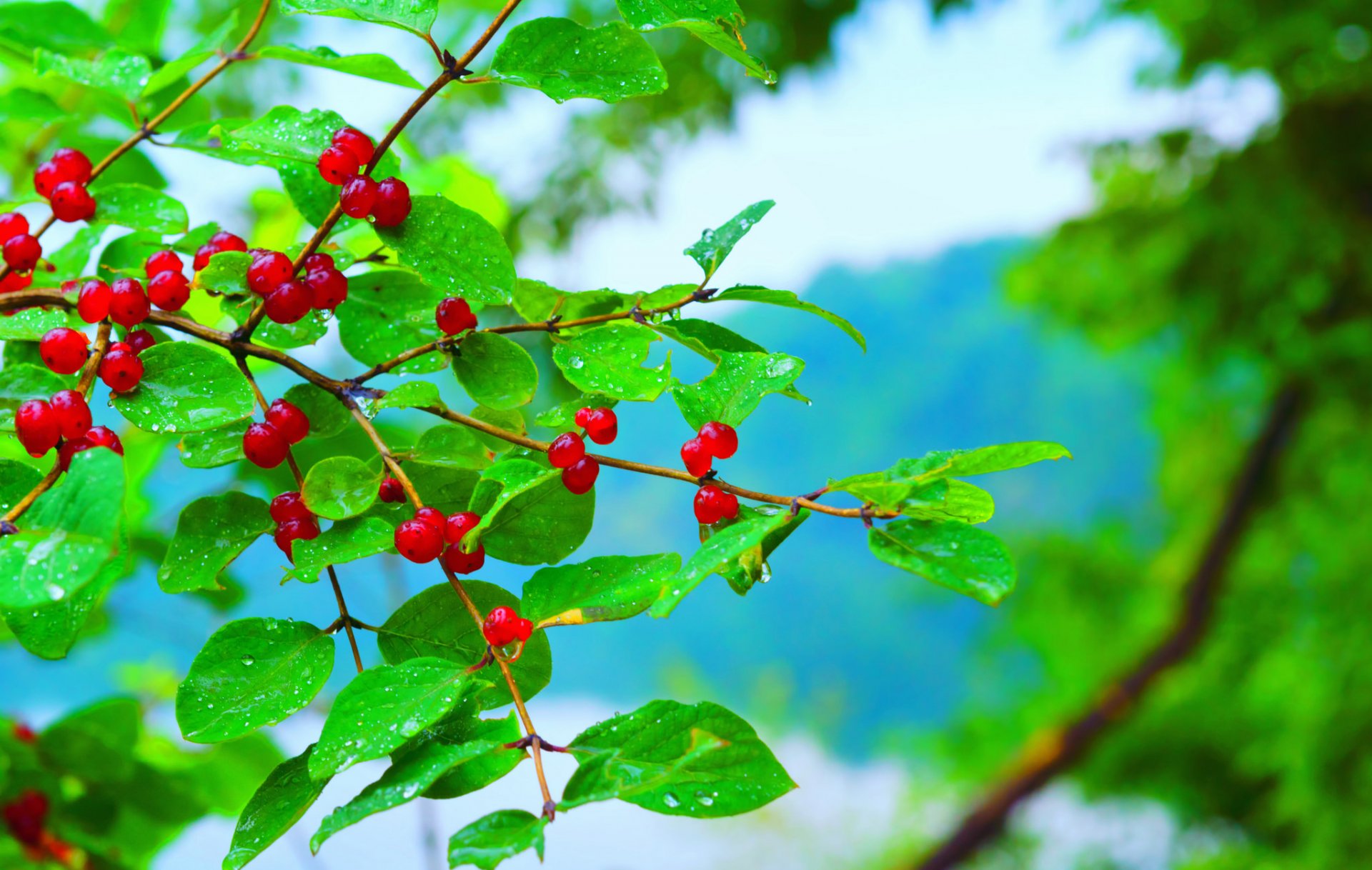 zweig blätter beeren regen tropfen wasser
