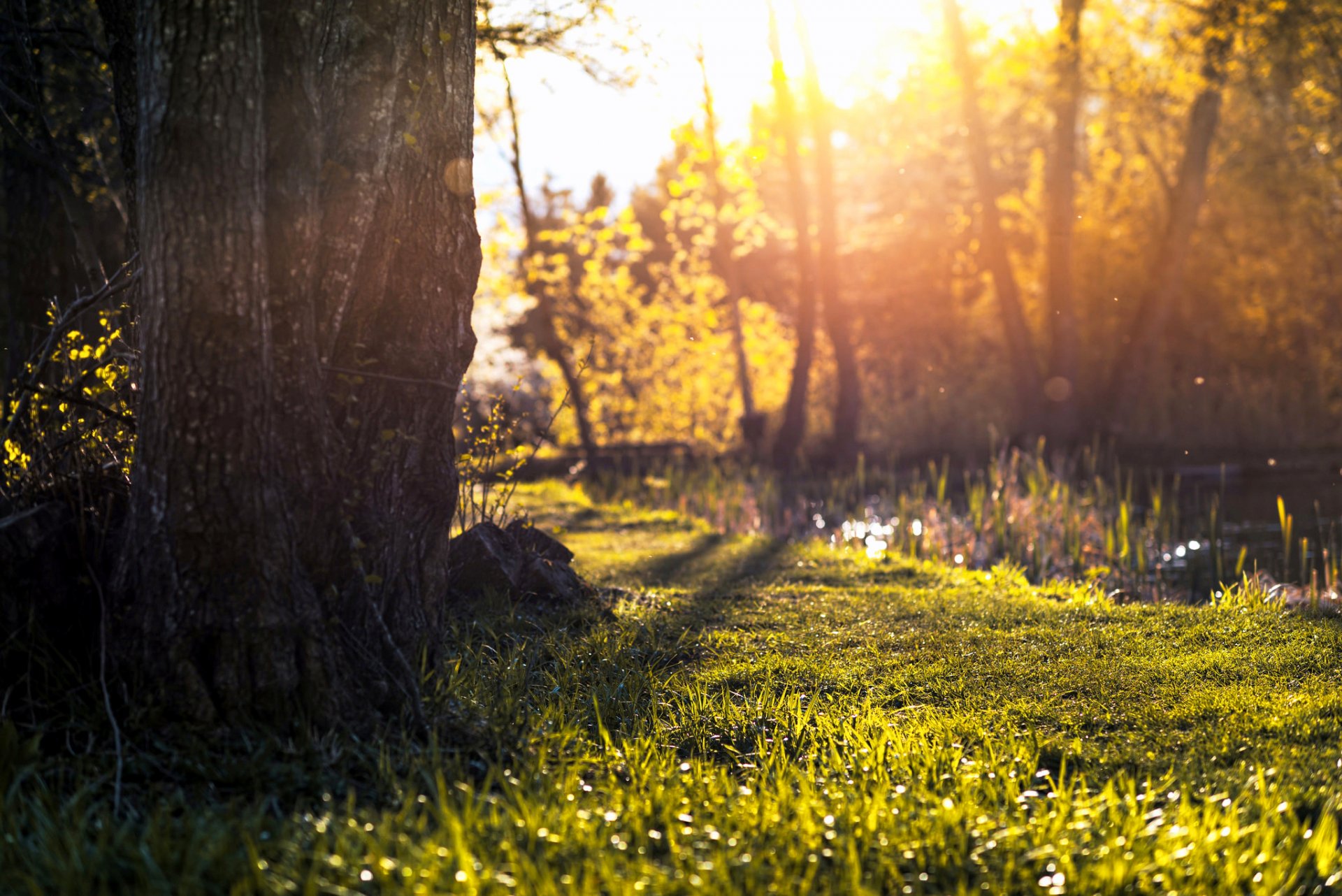baum blätter gras sonne licht abend natur grün sommer