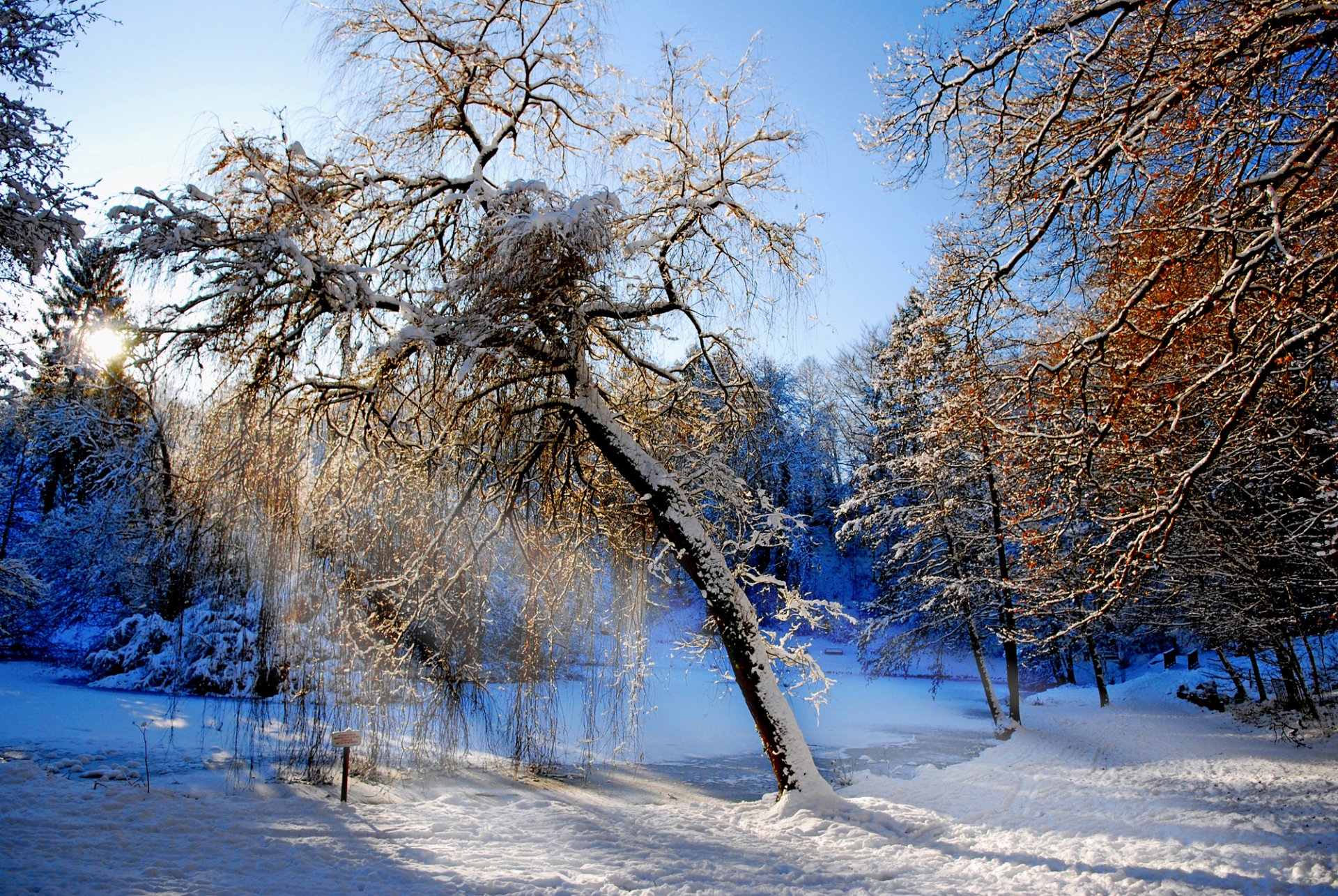 wald winter bäume bach schnee